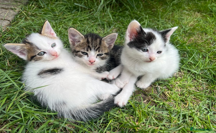 Mixed Breed cats - Advert 5