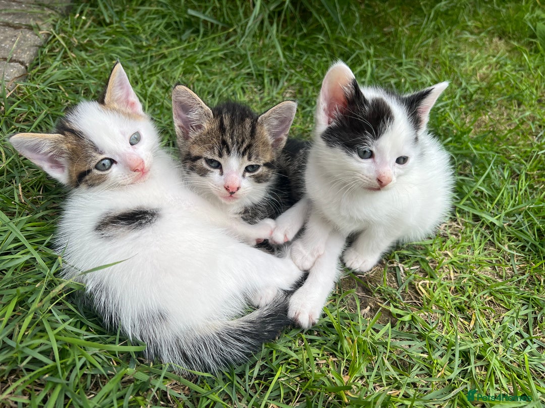 Mixed Breed cats for sale: Mixed fluffy kittens  - Image 1