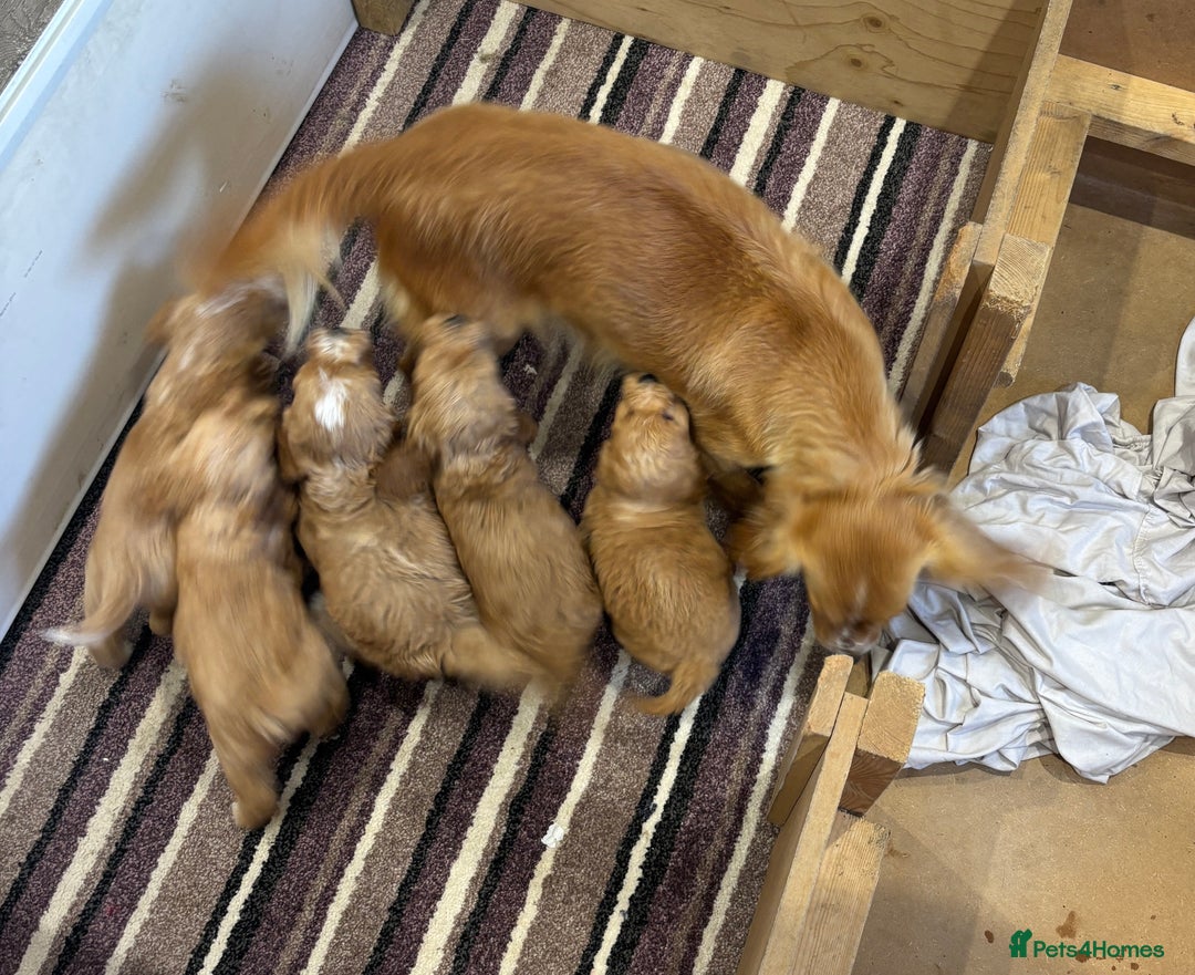 Cockapoo dogs for sale: Beautiful Cockapoo Puppies  - Image 1