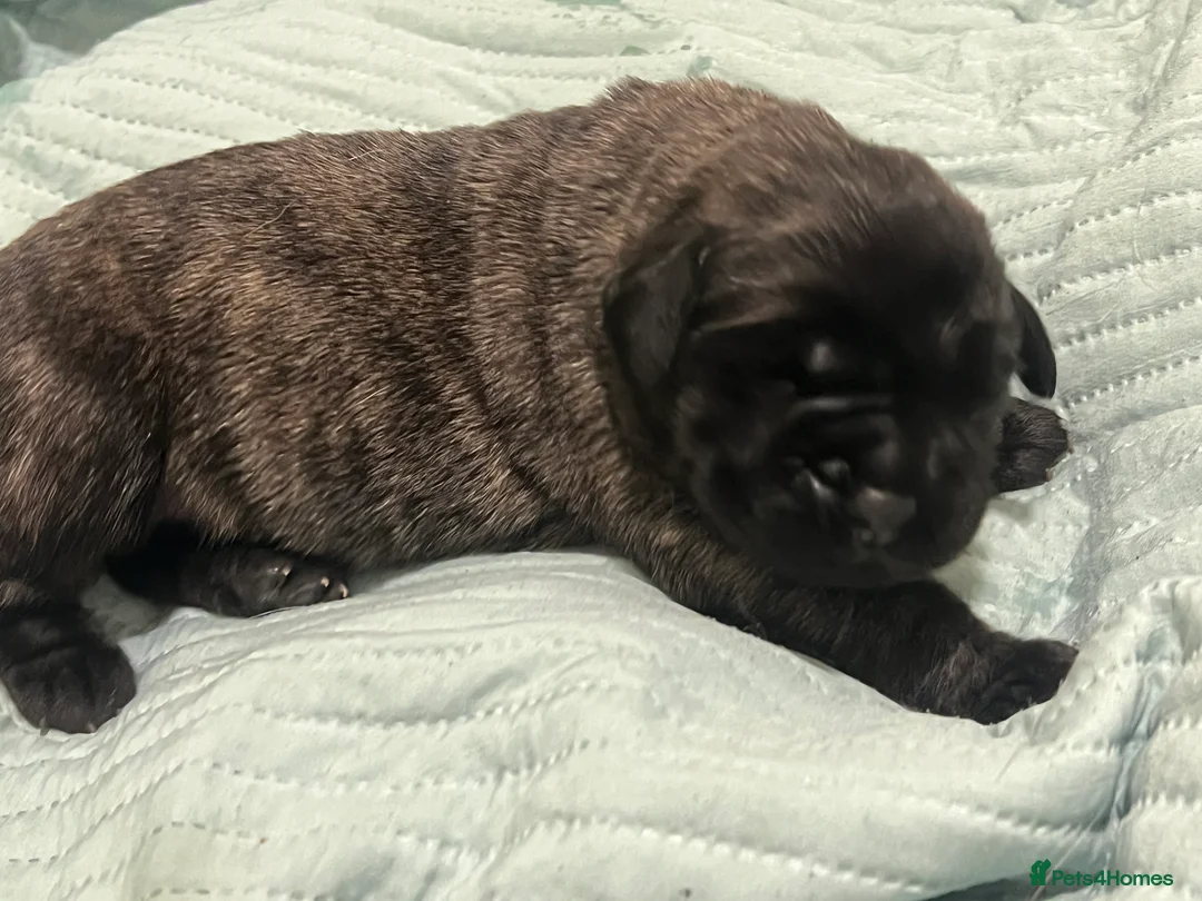 Mastiff dogs for sale: Outstanding English Mastiff - Advert 13