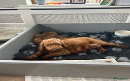 Cockapoo dogs for sale: F2B Cockapoo pups  - Advert 4