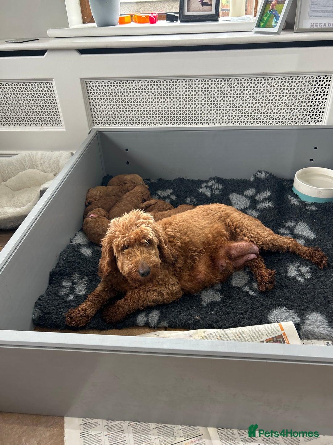 Cockapoo dogs for sale: F2B Cockapoo pups  - Advert 4