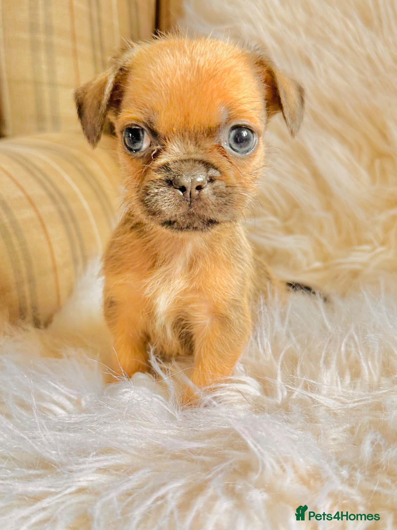 Mixed Breed dogs for sale: Shih Tzu x Frenchie pups - Advert 18