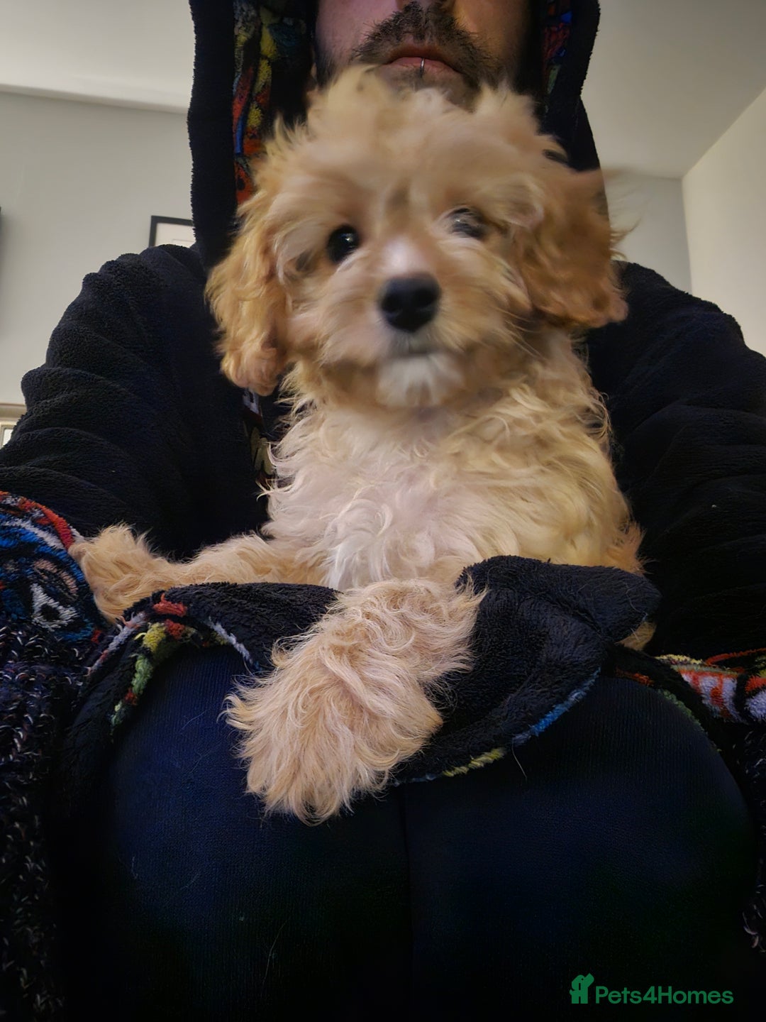 Cavapoo dogs for sale: 🌟 Loving, Ethical, DNA-tested, Cavapoo Puppy's 🌟 - Advert 2