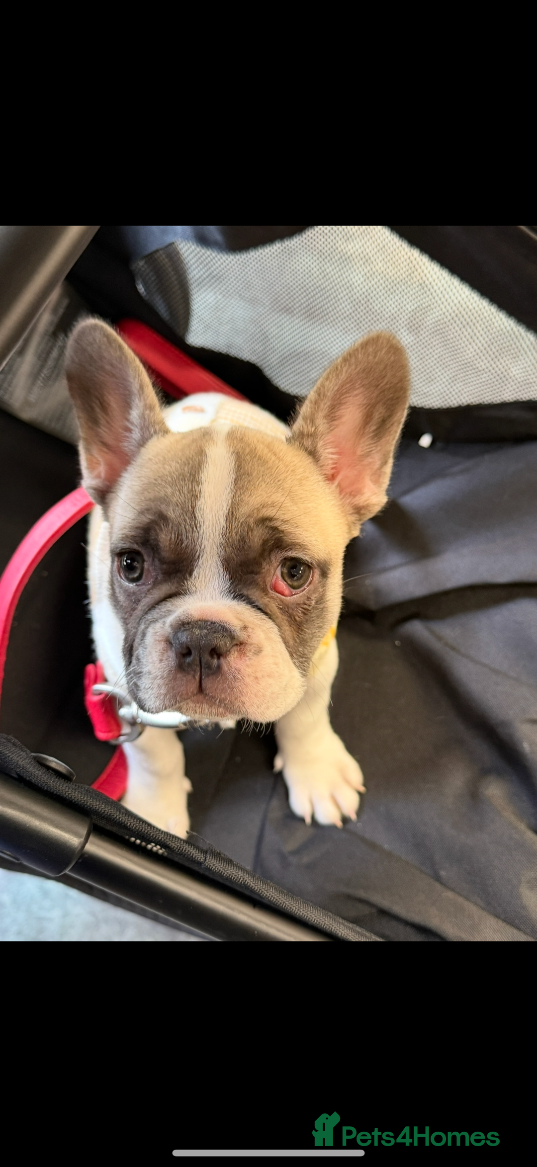 French Bulldog dogs for sale: 9 month old French bulldog female for sale  - Image 3