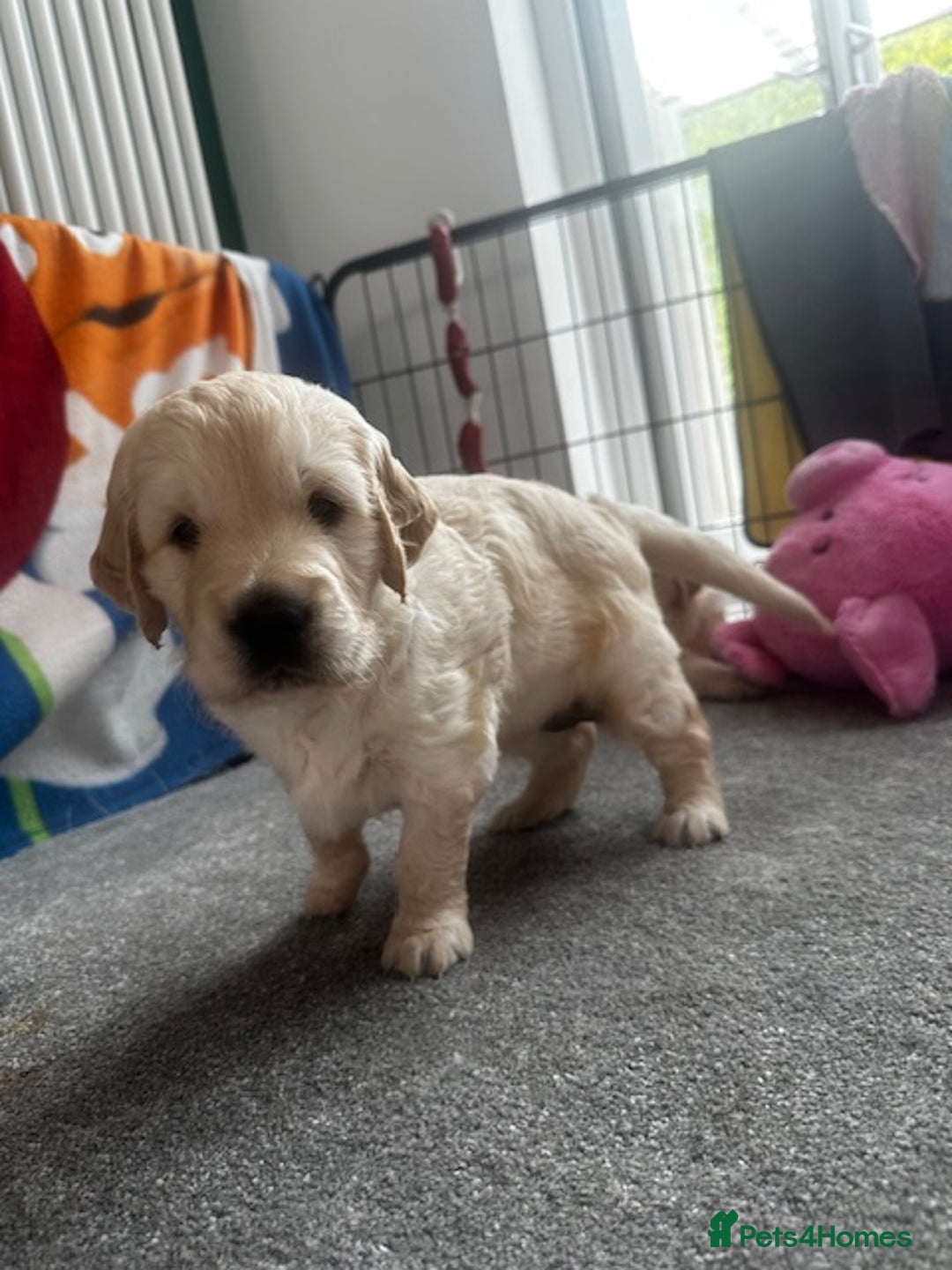 Golden Retriever dogs for sale: Golden Retriever Puppies - Collection 19 September - Image 14