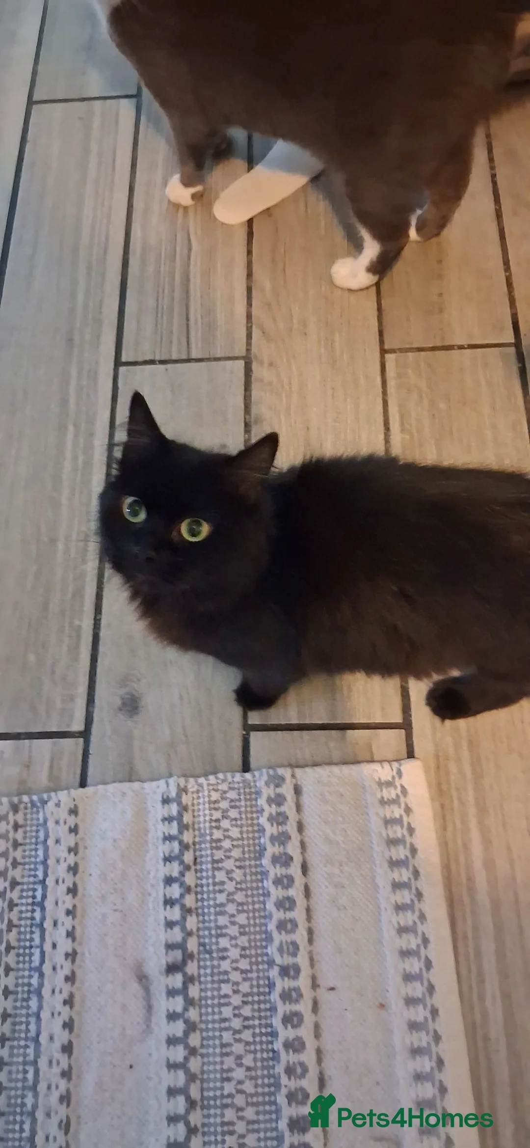 Mixed Breed cats for sale: Cute kittens - Advert 1