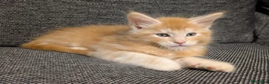 Maine Coon Kitten 1
