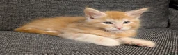 Maine Coon cats for sale: 5 beautiful male coon males  - Advert 3