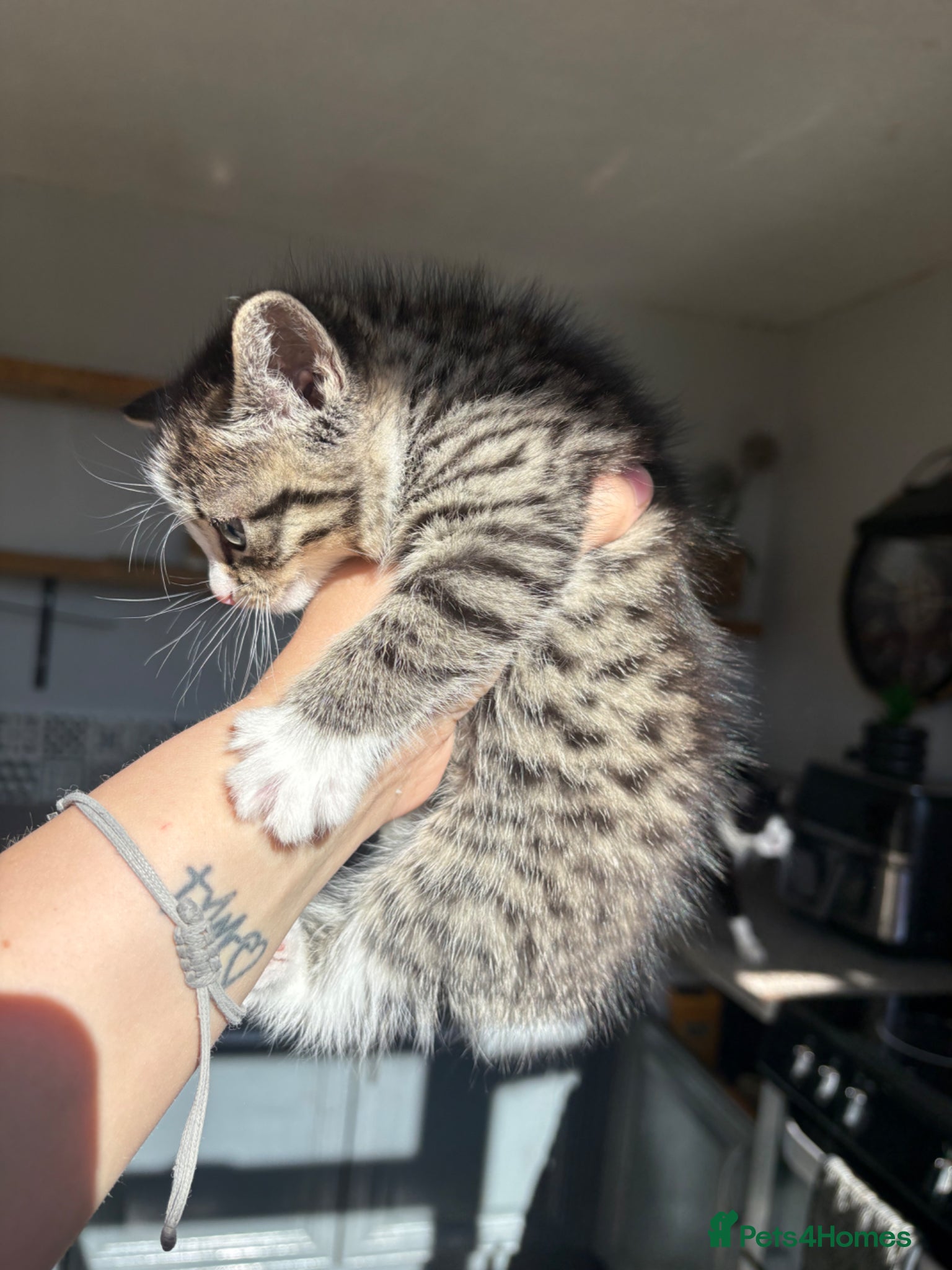 Mixed Breed cats 5 stunning mackrel tabby X ragdoll kittens  - Advert 1