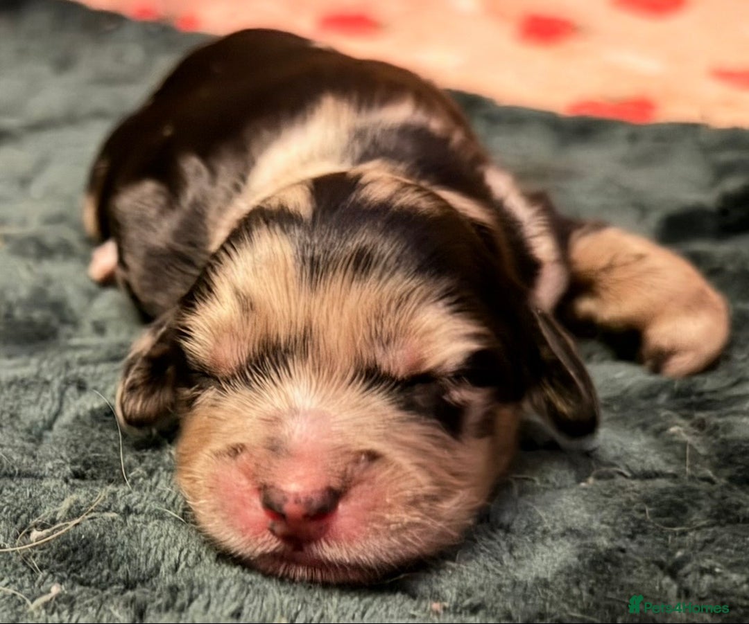 Cockapoo dogs for sale: F1 Cockapoo Puppies - Advert 12