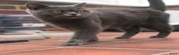 Mixed Breed cats for sale: lovely kittens ready to go - Advert 8