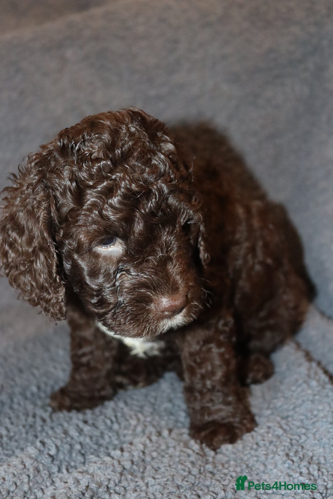 Cockapoo dogs for sale: Adorable Puppies Looking for Their Forever Homes! - Advert 5