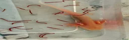 Axolotl reptiles for sale: Beautiful hypo baby Axolotls available last few  - Advert 7
