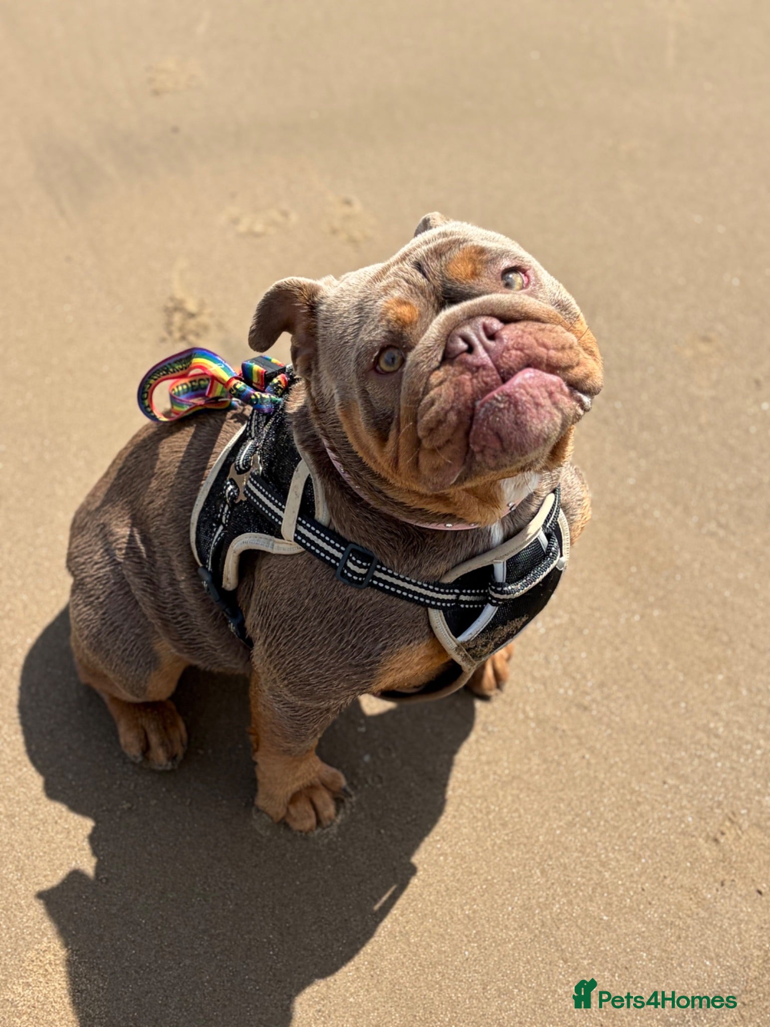 English Bulldog dogs 18 month English bulldog female - Advert 10