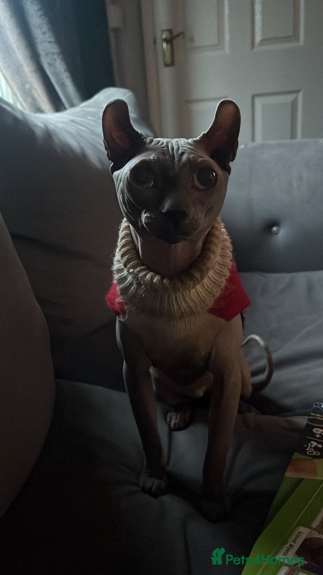 Sphynx cats for sale: Beautiful Boy Sphynx - Advert 2