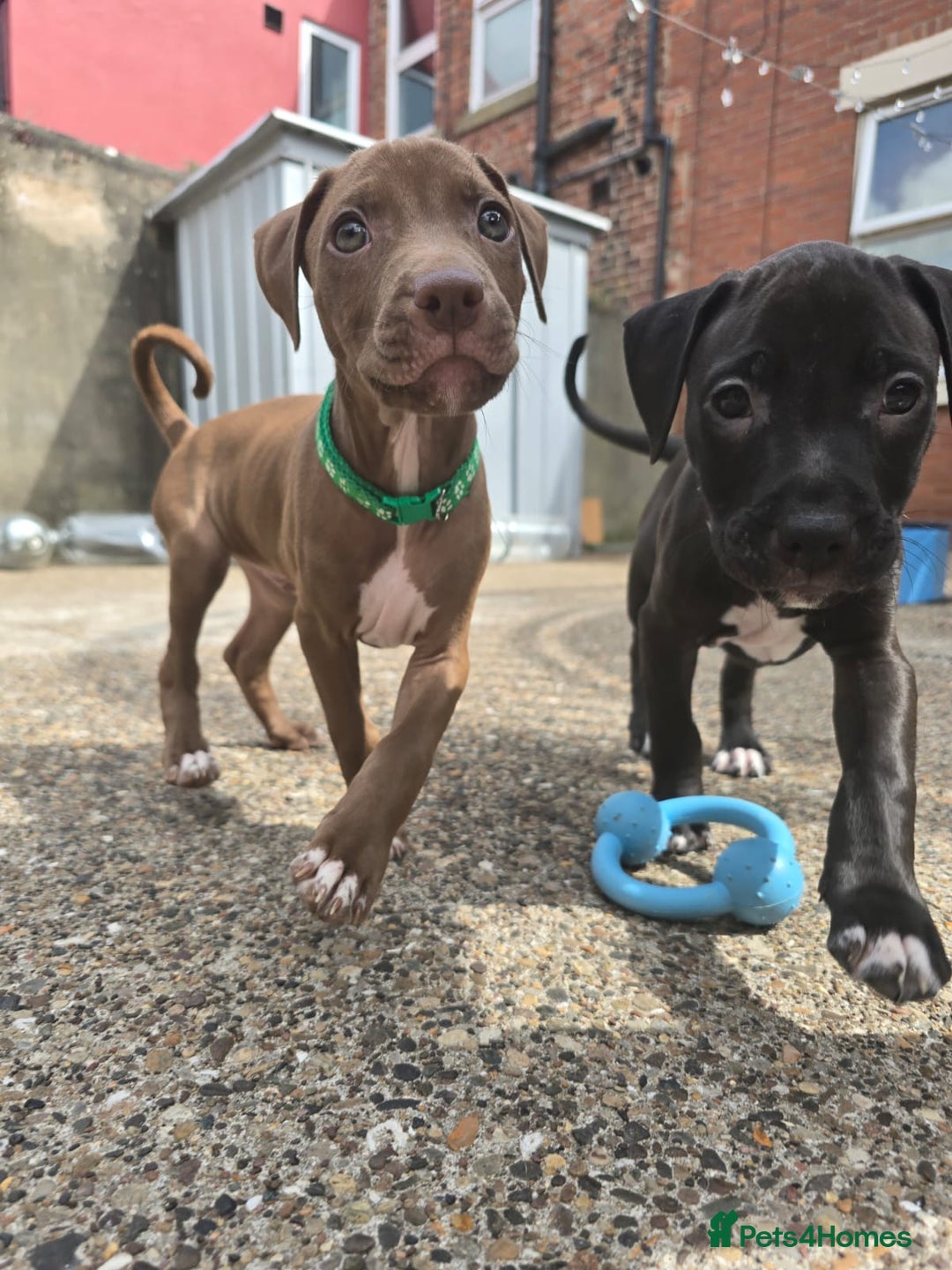 Mixed Breed dogs for sale: Staff cross pups - Image 8