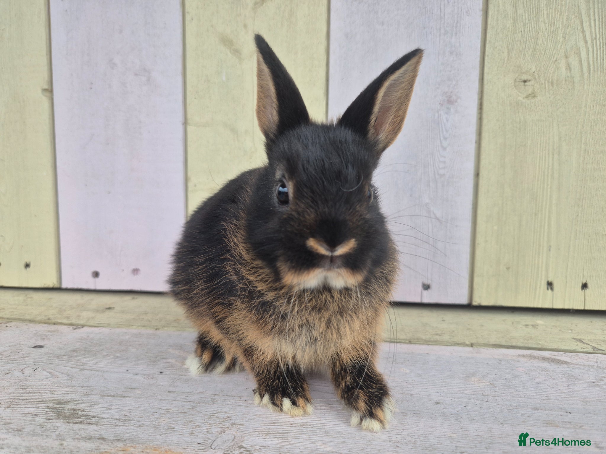 Netherland Dwarf rabbits 🩵PRETTIEST NETHERLAND DWARF COLOURED BABIES 🩷 - Advert 2