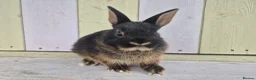 Netherland Dwarf rabbits for sale: 🩵PRETTIEST NETHERLAND DWARF COLOURED BABIES 🩷 - Advert 15