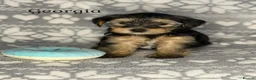 Yorkshire Terrier dogs for sale: Girls-Gorgeous Yorkshire Terrier-Ready 14 August - Advert 11