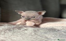 Sphynx cats for sale: TICA REGISTERED CANADIAN Elf Sphynx 1 kitten left  - Image 21