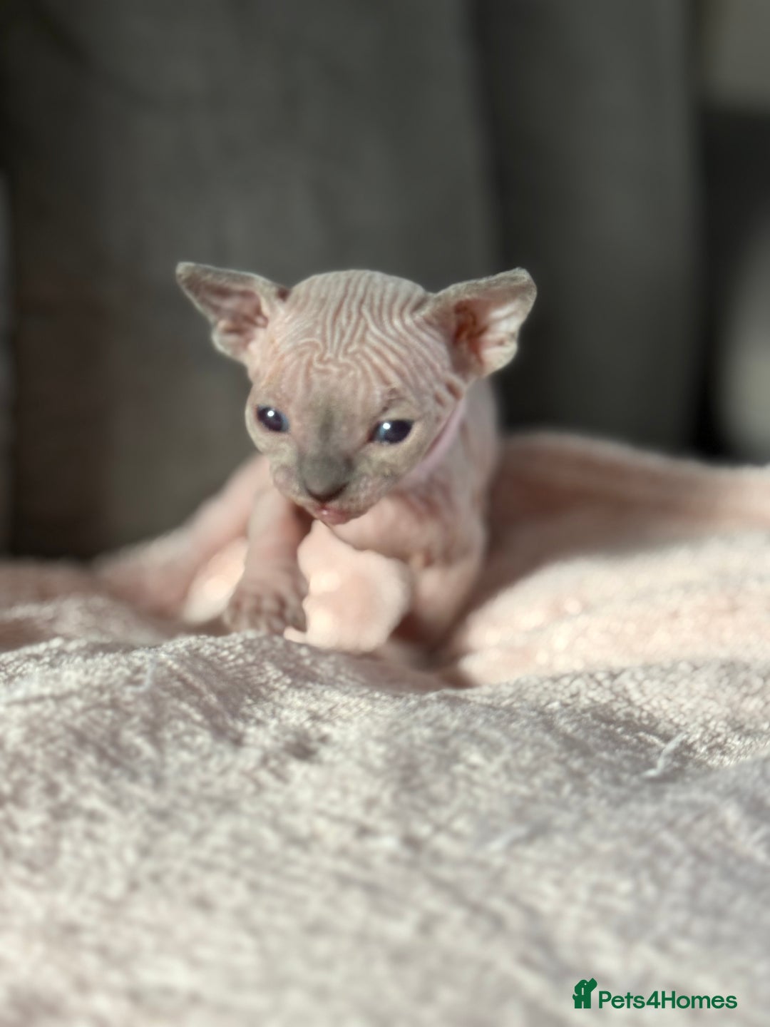 Sphynx cats for sale: TICA REGISTERED CANADIAN Elf Sphynx 1 kitten left  - Image 21