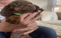 Dachshund dogs for sale: Dachshund puppy’s for sale  - Image 10