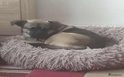 Mixed Breed dogs for sale: Special boy looking for a special home - Image 5