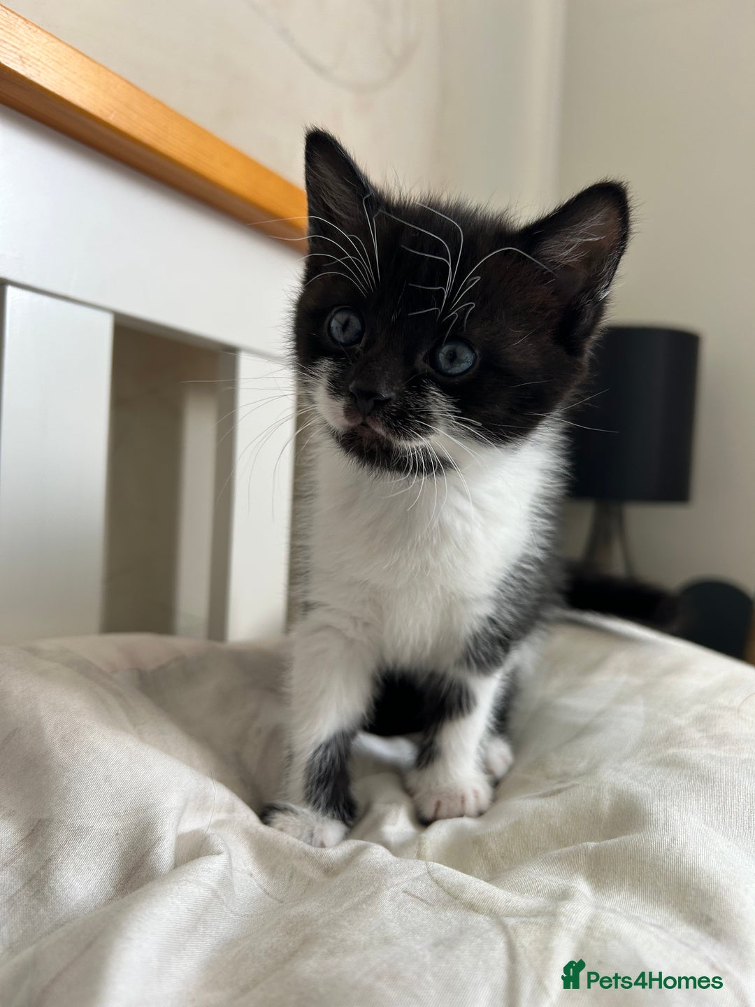 Mixed Breed cats for sale: Black and white female kitten - Image 2