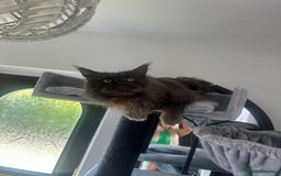 Maine Coon cats for sale: Maincoon kittens  - Image 12