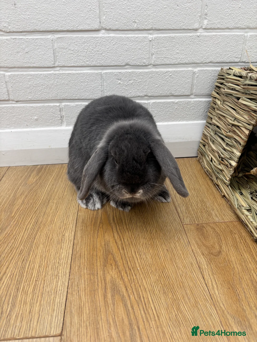 Mini Lop rabbits for sale: 2 Female Adult Mini Lops  - Advert 3
