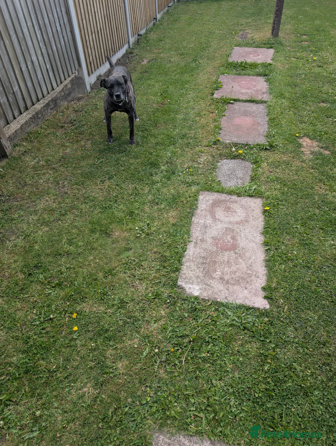 Mixed Breed dogs for sale: Hi I'm zena - Advert 2
