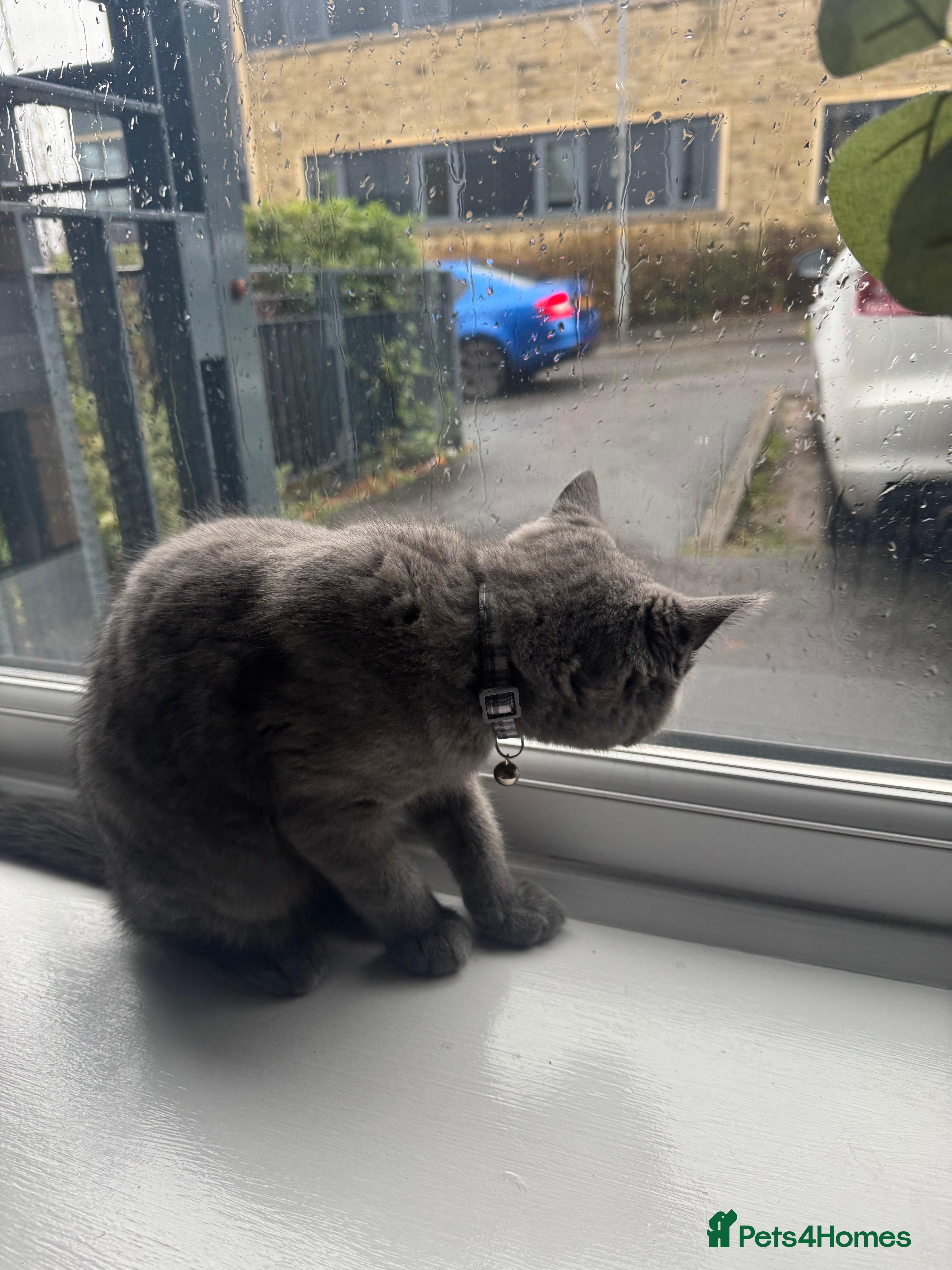 British Shorthair cats British shorthair kitten - Advert 4