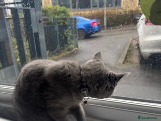 British Shorthair cats British shorthair kitten - Advert 4