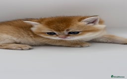 British Shorthair cats for sale: GCCF BSH BY12 GOLDEN CHOCOLATE KITTENS  - Image 8