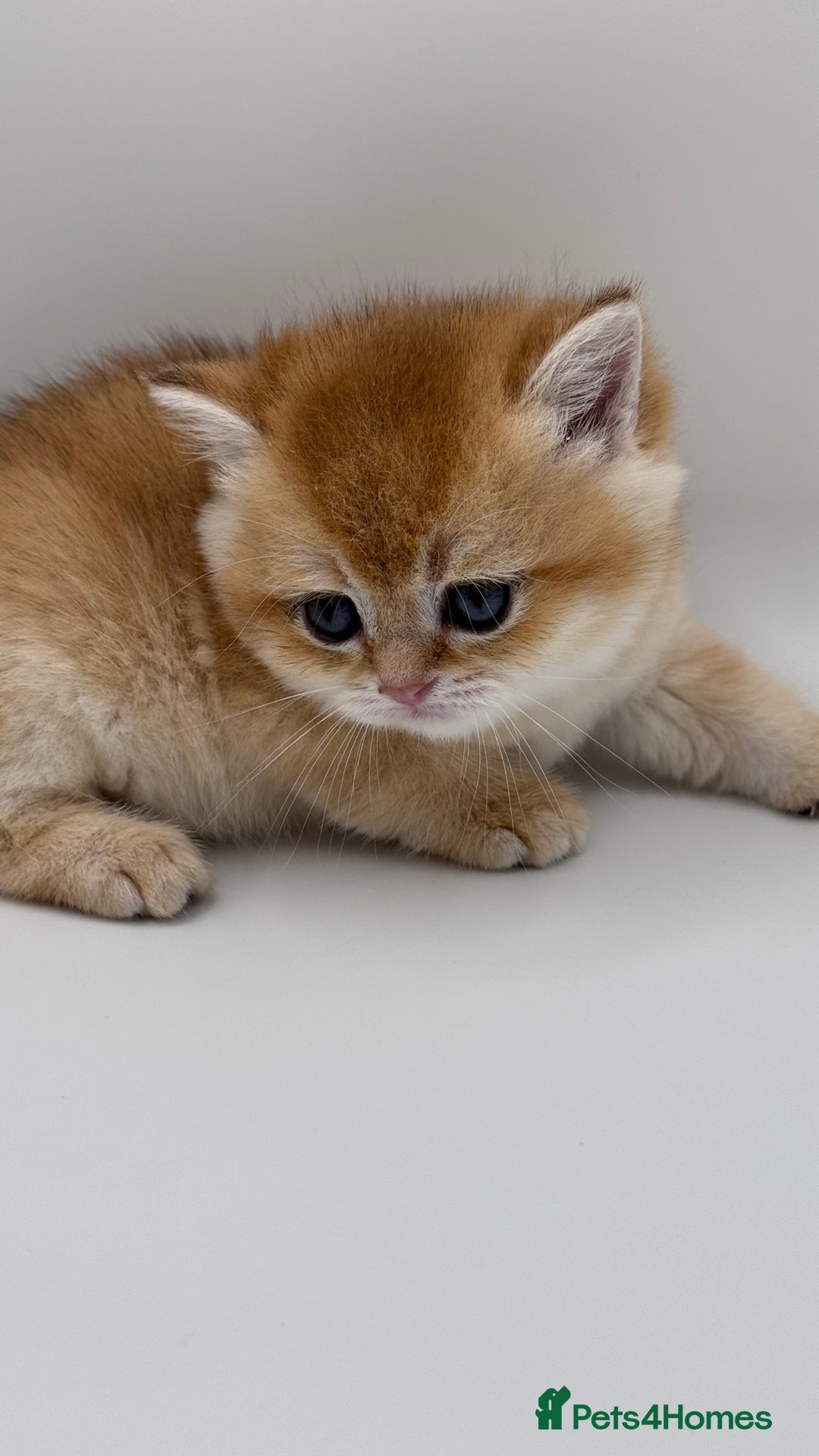 British Shorthair cats for sale: GCCF BSH BY12 GOLDEN CHOCOLATE KITTENS  - Image 8