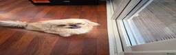 Pekingese dogs for sale: Male  in Bradford - Advert 4
