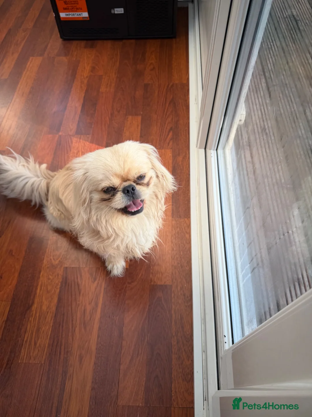 Pekingese dogs for sale: Male  in Bradford - Advert 4