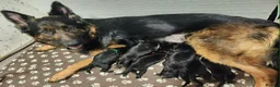 German Shepherd dogs for sale: German Shepherd/Alsatian puppies - Advert 1