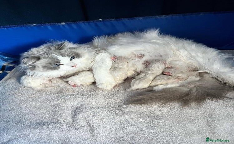 Ragdoll cats 6 BEAUTIFUL RAGDOLL KITTENS🐱 - Advert 1