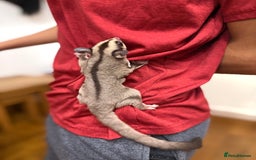 Sugar Glider rodents for sale:  2 Female Sugar Gliders – 5 Months Old (Tame) - Image 18