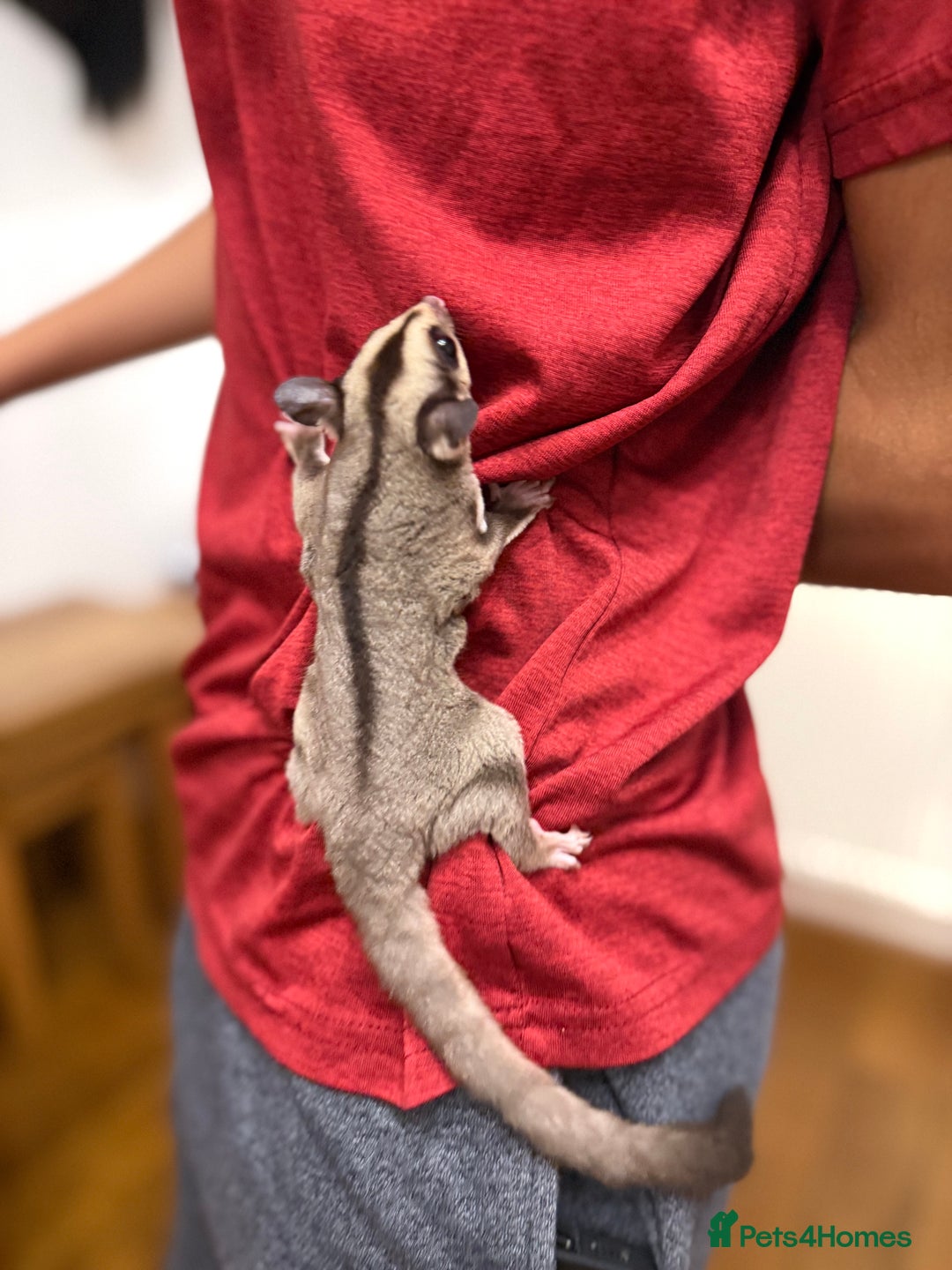Sugar Glider rodents for sale:  2 Female Sugar Gliders – 5 Months Old (Tame) - Image 18