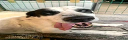 Mixed Breed dogs for adoption: Staffie wannabe OTTO, AVAILABLE FOR ADOPTION - Advert 34