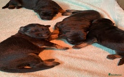 German Shepherd dogs for sale: Gorgeous German shepherd puppies - Image 3