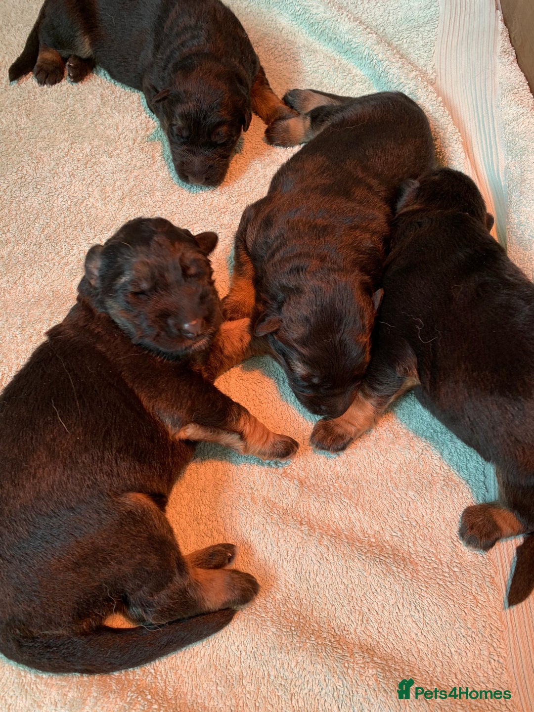 German Shepherd dogs for sale: Gorgeous German shepherd puppies - Image 3