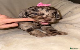 Cockapoo dogs for sale: F1 Cockapoo puppies  - Image 22