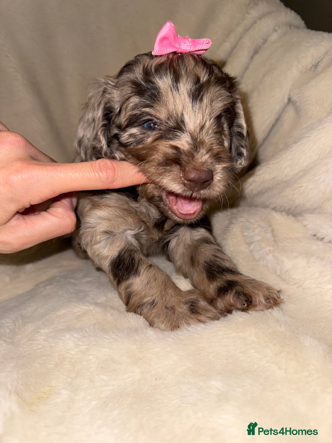 Cockapoo dogs for sale: F1 Cockapoo puppies  - Image 22