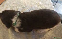 English Springer Spaniel dogs for sale: English Springer Spaniel Puppies KC Registered - Image 15