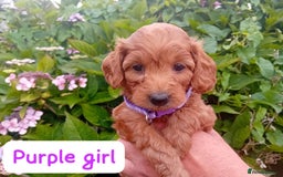 Goldendoodle dogs for sale: Stunning Miniature Goldendoodles - Image 23