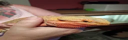 Bearded Dragon reptiles for sale: Female hypo citrus red - Advert 6